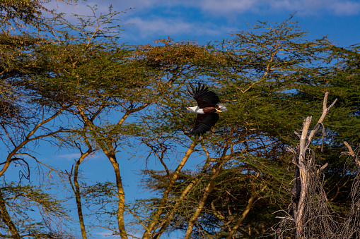 African Fish Eagle Hunting at wild