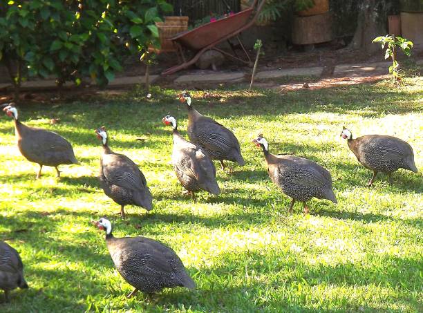 chickens chickens on the grass guinea fowl stock pictures, royalty-free photos & images