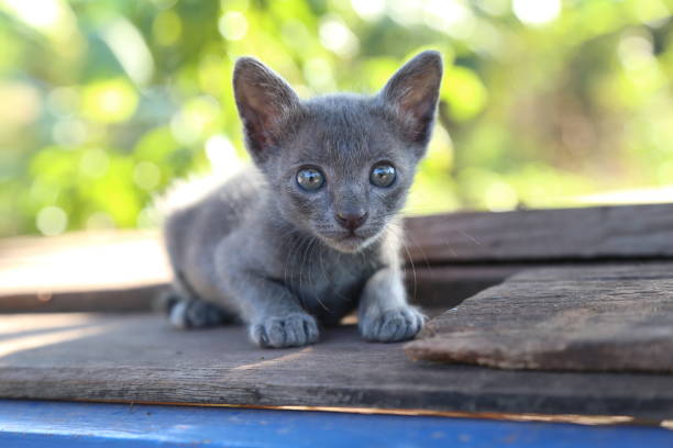 The Korat cat How cute The Korat cat. Korat stock pictures, royalty-free photos & images