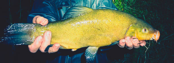 A beautiful 57 cm big tench.
