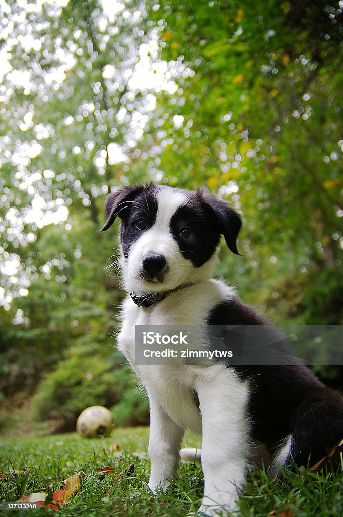 Filhote de Collie - Foto de stock de Collie royalty-free