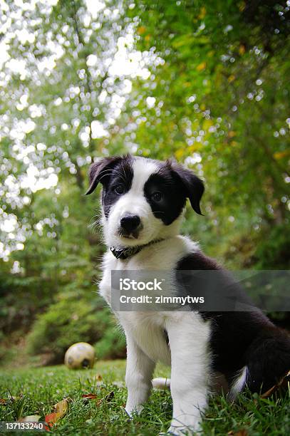 Foto de Filhote De Collie e mais fotos de stock de Collie - Collie, Filhote de cachorro, Moldura de Quadro - Composição