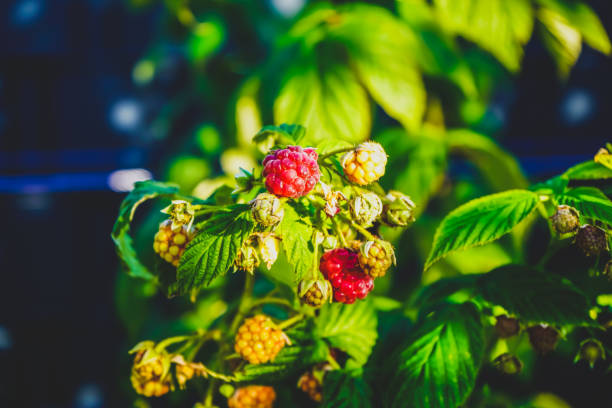 A close-up of raspberries on the bush.