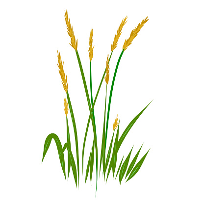 Field grass wheatgrass as a design element. an element on a white background.