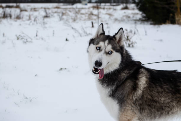 istock Cute Siberian husky is playing outdoors on a cold winter day 1371335141
