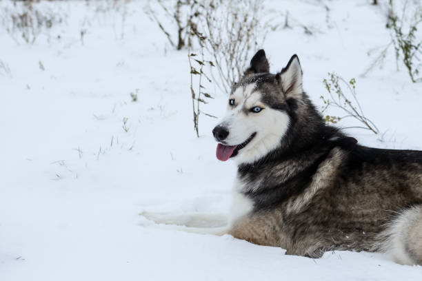 istock Cute Siberian husky is playing outdoors on a cold winter day 1371335155
