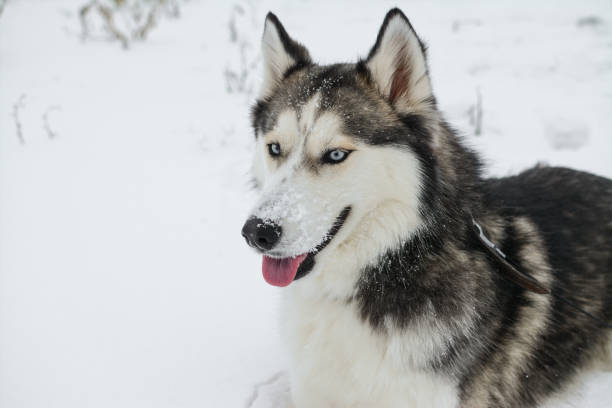 istock Cute Siberian husky is playing outdoors on a cold winter day 1371335181