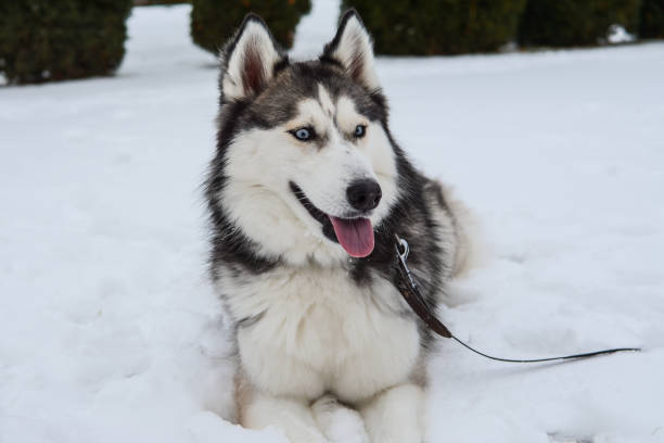 istock Cute Siberian husky is playing outdoors on a cold winter day 1371335188