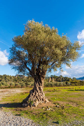 A very old olive tree in nature
