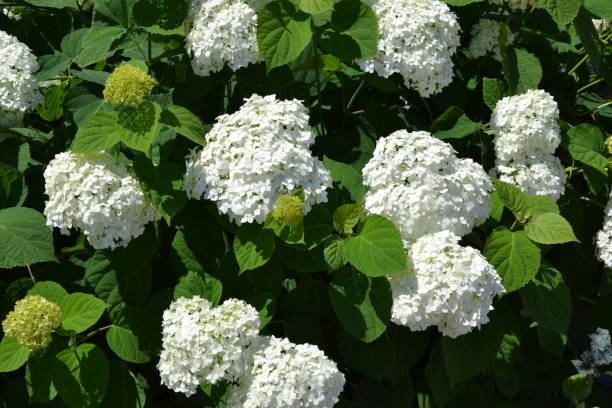 istock Hydrangea white flowers. White Hydrangea blossom. Hortensia bush. Beautiful summer nature. 1371336146