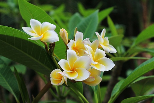 The frangipani flower in bloom