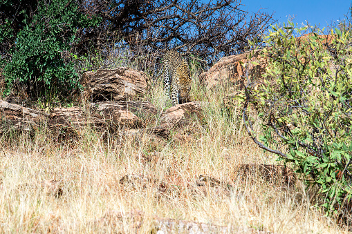 Leopard lies with chin resting on branch