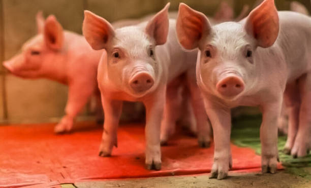 Pigs -Piglets Pigs - Piglets animal pen stock pictures, royalty-free photos & images