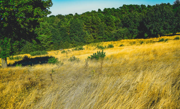 A very dry field in summer.