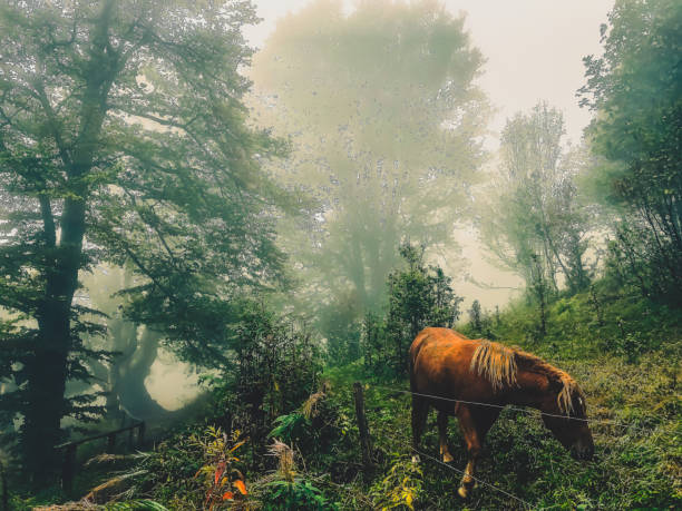 Some horses eat in the Black Forest.