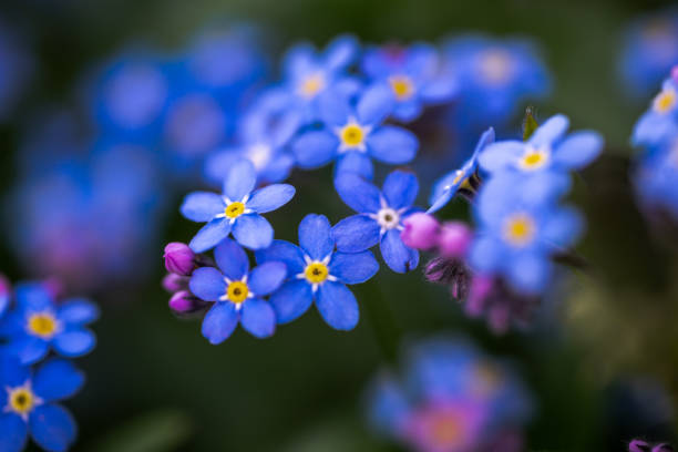 istock Forget-me-not - glorious spring flower. Selective focus on flowers heads in blurred background. Close up. 1371340293