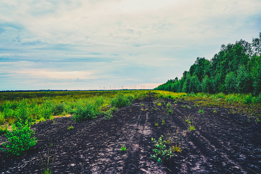 A field in the dry summer in Germany.