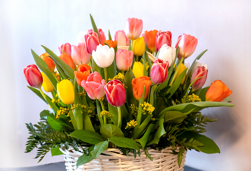 Fresh multicolored tulip bouquet in a basket. Gift for Valentine's Day or Women's Day. Romantic happy birthday concept. Light background.
