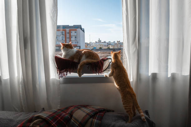 istock two brown cats playing on a hammock by the window 1371342358