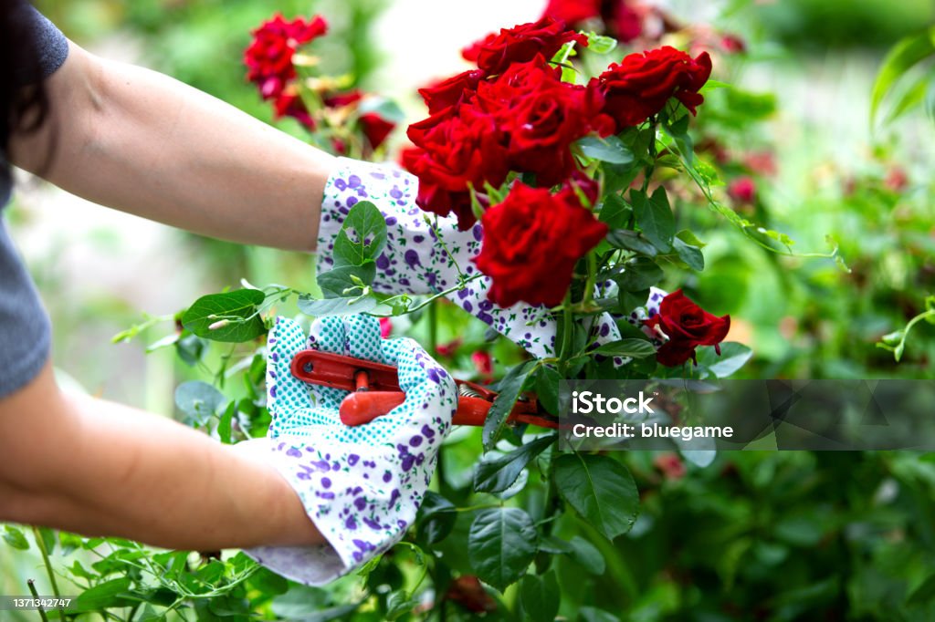 A young woman planting Rose flowers in the garden. Gardening, botanical concept. Selective focus. Rose - Flower Stock Photo