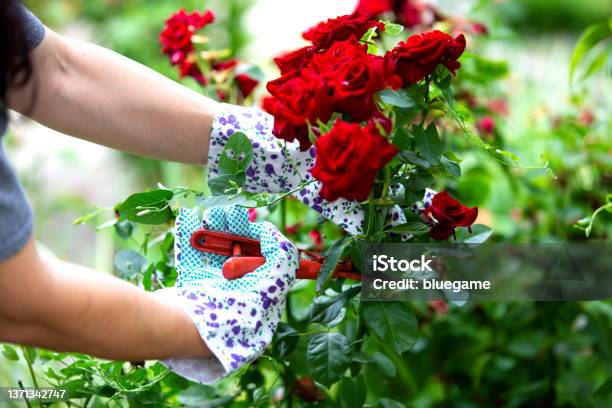 A Young Woman Planting Rose Flowers In The Garden Gardening Botanical Concept Selective Focus Stock Photo - Download Image Now