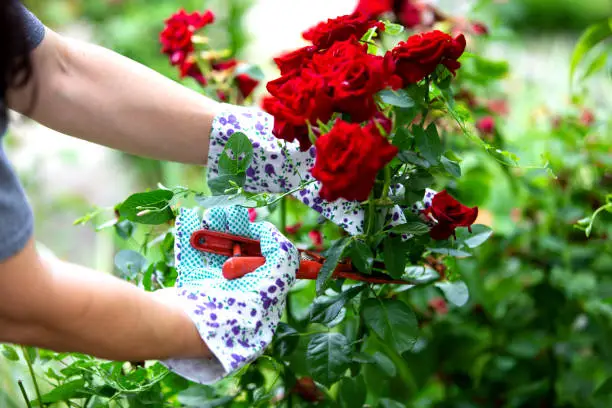 Photo of A young woman planting Rose flowers in the garden. Gardening, botanical concept. Selective focus.