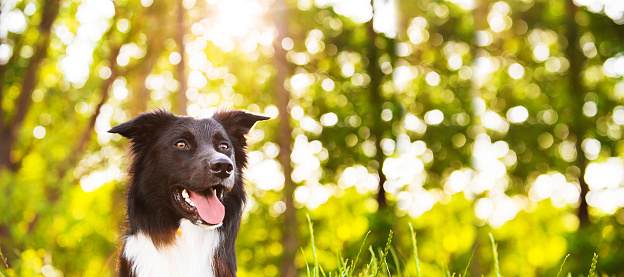 Border Collie dog portrait outdoors in a city park over a beautiful sunset. Overjoyed border collie pup  in nature. Web banner with copy space.