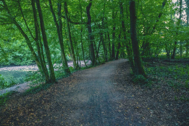 istock Path through a forest next to a lake in Germany. 1371343691