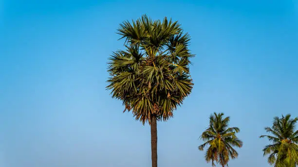 Photo of Borassus tree (palms tree)
