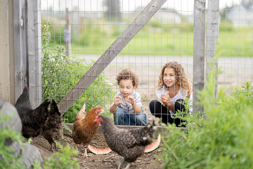 A sweet little boy and girl squat down in front of a chicken pen as they feed them their leftover watermelon rinds.  The brother and sister are dressed casually and are smiling as they watch the chickens eat.