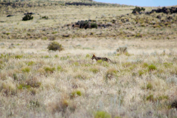 istock Coyote in desert grass, Petroglyph National Monument 1371344839
