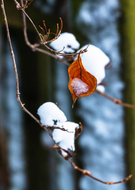 une feuille de weigela de couleur marron touchée par la neige blanche - botany bright brown heart shape photos et images de collection