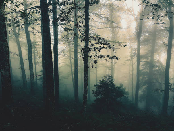 istock The Black Forest in Germany with fog. 1371345049