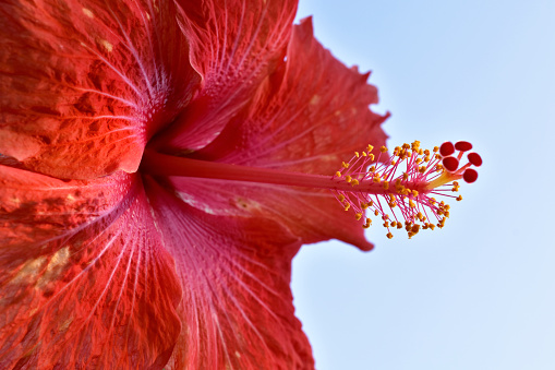 Close up of Hibiscus flower (joba ful) in red color with light blue sky background