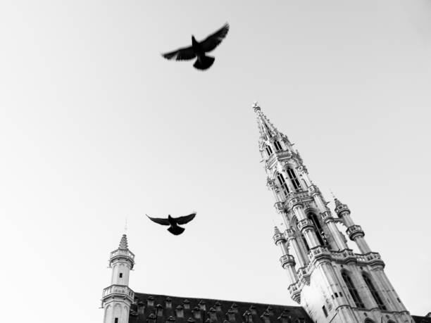 birds over the hotel de ville of Brussels