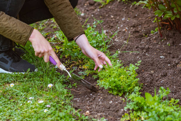 istock A beautiful young woman doing gardening in a yard 1371348268