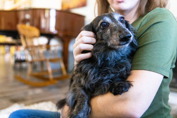 istock Dogs at home 1371348834