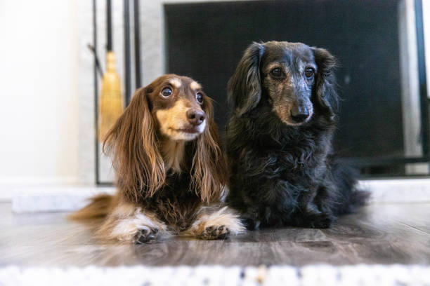 istock Dogs at home 1371349410
