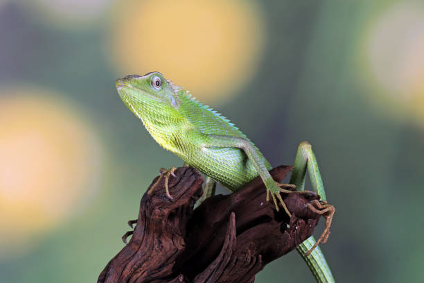 istock Green lizard on branch, green lizard climb on wood 1371349624