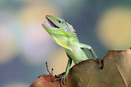 with the Latin name Bronchocela jubata, this is a green lizard that is widely found on the island of Java, Indonesia