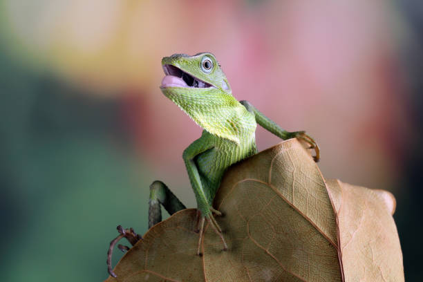 istock Green lizard on branch, green lizard climb on wood 1371349655