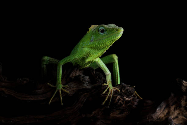 istock Jubata lizard pose like a spider man, black background 1371349712