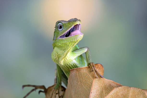 istock Green lizard on branch, green lizard climb on wood 1371349787