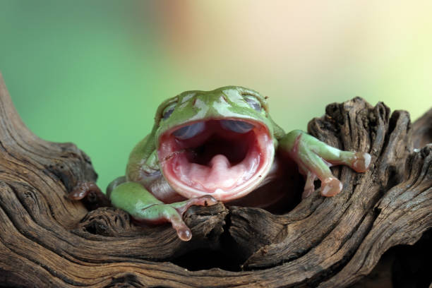 istock australian frog looks laughing 1371349807