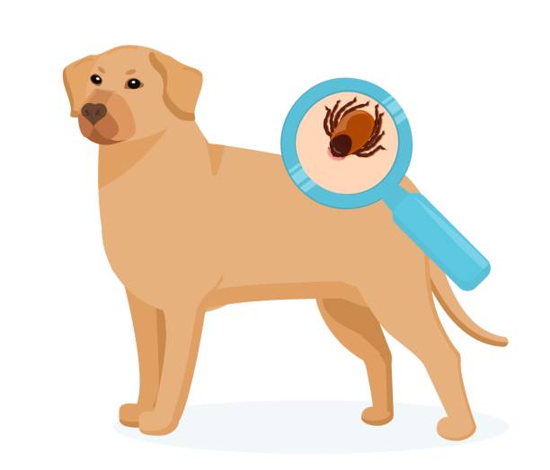 vector illustration of a dog with a tick shown in close-up. the problem of blood-sucking parasites and insects carrying diseases - 蜱 動物 幅插畫檔、美工圖案、卡通及圖標