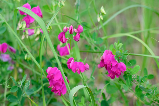 Field in countriside full uf sweet pea plants with pink flowers also called as athyrus odoratus.Summertime herbs
