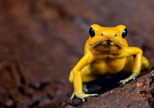 poison frog very poisonous animal with warning colors Phyllobates terribilis Colombia amazon rainforest toxic amphibian