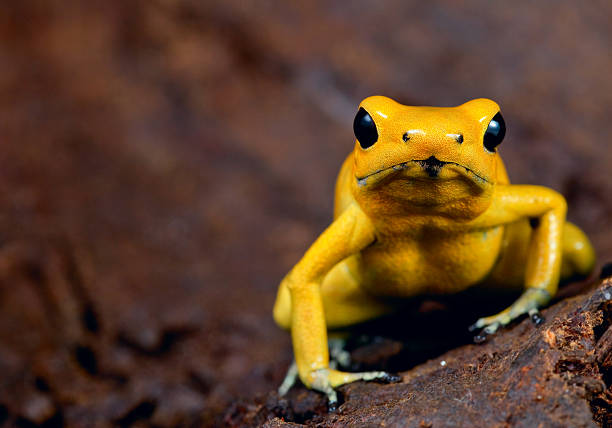 Poison yellow frog with big black eyes poison frog very poisonous animal with warning colors Phyllobates terribilis Colombia amazon rainforest toxic amphibian amphibian photos stock pictures, royalty-free photos & images