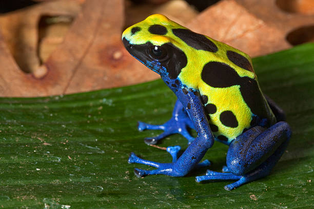 istock Side profile of a poison dart frog sitting on a leaf 137135196