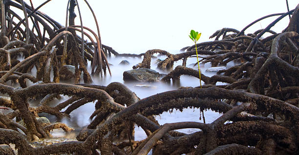 mangrove tree roots detail stock photo
